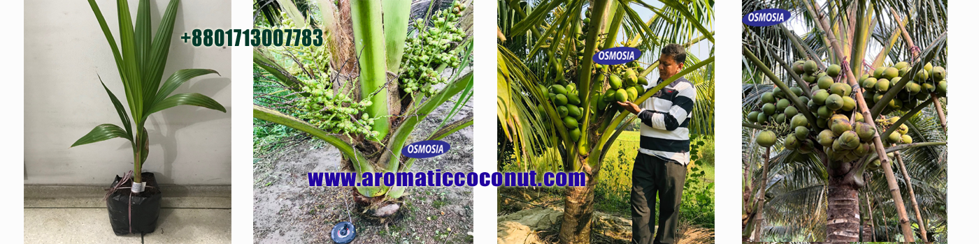 Aromatic Coconut Plantation Process in Bangladesh, Aromatic Coconut Farming in Bangladesh