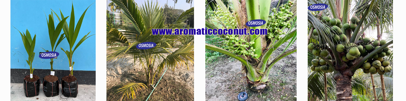 Hybrid Coconut Plantation Process in Bangladesh, Hybrid Aromatic Coconut Nursery in Bangladesh